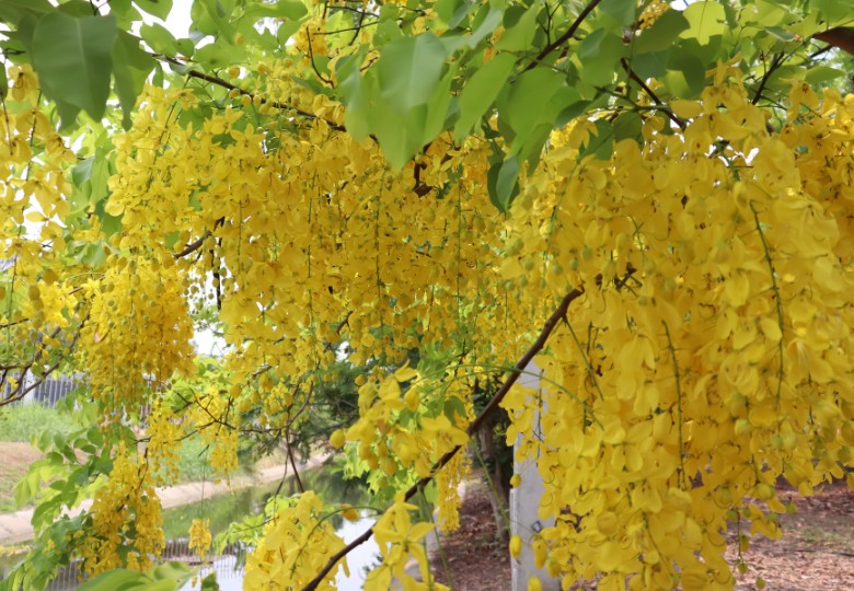 Kasie obecná (Cassia fistula) 7 semen