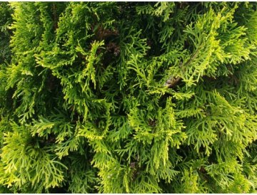 Tuya / Thuja