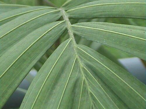 Detalle de hoja verde plumosa de palmera real con nervaduras suaves y estructura característica típica de Archontophoenix cunninghamiana