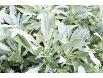 Salvia officinal (Salvia officinalis)