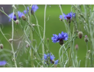 Acianos adornarán también tu jardín