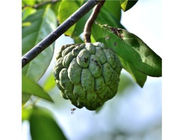 Tropická annona vo vašej obývačke Snívate o exotických ovociach priamo z domova? Annona, nazývaná aj cherimoya alebo „cukor jablko", je tropický zázrak, ktorý môžete pestovať aj v interiéri. Tento úžasný strom ponúka nielen krásne listy, ale aj lahodné ovocie s jedinečnou chuťou pripomínajúcou kombináciu banánu, mango a ananásu. Čo je annona a prečo si ju obľúbiť? Annona patrí medzi najchutnejšie tropické ovocie na svete. Pochádza z Južnej Ameriky, no vďaka relatívne jednoduchému pestovaniu si našla cestu do domácností po celom svete. Existuje niekoľko druhov, pričom najznámejšie jsou: Annona cherimola (cherimoya) – najchutnejšia, s krémovou dužinou Annona muricata (graviola) – väčšie plody s kyslastou chuťou Annona squamosa (cukor jablko) – menšie plody, veľmi sladké Annona reticulata (srdcové jablko) – odolnejšia voči chladnejším teplotám Ako pestovať annonu v interiéri Svetlo a teplota Annona miluje svetlo, preto ju umiestnite na najslnečnejšie miesto v dome – ideálne k južnému oknu. Potrebuje minimálne 6-8 hodín denného svetla. Ak nemáte dostatočne osvetlený priestor, použite pestovateľské LED lampy, ktoré zabezpečia optimálne svetelné podmienky počas celého roka. Optimálna teplota pre annonu je 20-28°C. V zime môže tolerovať aj chladnejšie podmienky okolo 15°C, no pozor – pri teplotách pod 10°C rastlina trpí. Substrát a kvetináč Zvoľte dobre priepustný substrát s pH 6,5-7,5. Ideálna je zmes: 50% kvalitná zemina pre citrusy alebo palmy 30% perlitu alebo vermikulitu 20% kompostu Kvetináč by mal mať dostatočné drenážne otvory – annona neznáša stojacu vodu pri koreňoch. Začnite s menším kvetináčom (5-7 litrov) a postupne presádzajte do väčších nádob podľa rastu rastliny. Zálievka a vlhkosť Annona potrebuje pravidelnú, no nie prílišnú zálievku. Substrát by mal být mierne vlhký, nie mokrý. V lete zalievajte 2-3x týždenne, v zime znížte frekvenciu na 1x týždenne. Dôležitá je aj vzdušná vlhkosť 60-70%. Ak máte v obývačke suchý vzduch (obzvlášť v zime s radiátormi), používajte: Vzdušný zvlhčovač Pravidelnú rosiacu (nie na kvety!) Misku s vodou a kamienkami pod kvetináčom Hnojenie Počas vegetačnej sezóny (marec-október) hnojte každé 2-3 týždne organickým hnojivom pre ovocné stromy. Výborné jsou aj špecializované hnojivá ako: BioBizz Bio-Grow – pre vegetatívnu fázu BioBizz Bio-Bloom – počas kvitnutia a tvorby plodov Plagron Alga Grow – vyvážené organické hnojivo na báze morských rias V zime hnojenie minimalizujte alebo úplne vynechajte. Od semienka k prvému ovociu Vyklíčenie Najjednoduchšie je začať zo semien čerstvého ovocia: Odstráňte semená z čerstvého plodu Opláchnite a nechajte 24 hodín namočené vo vlažnej vode Zasaďte 1-2 cm hlboko do vlhkého substrátu Udržujte teplotu okolo 25-28°C Klíčenie trvá 3-8 týždňov Pre lepšie výsledky použite výhrevnú podložku pre klíčenie a vytvorte efekt skleníka pretiahnutím priehľadného vrecka cez nádobu. Kedy očakávať prvé ovocie? Annona vypestovaná zo semena začne plodiť po 3-5 rokoch. Ak chcete ovocie skôr, kúpte si naštepený stromček – ten môže plodiť už po 1-2 rokoch. Pre úspešné opelenie v interiéri musíte často pomôcť ručne: Kvety annony sú proterogynické – samičia časť dozrieva skôr než peľ Použite štetec na prenos peľu medzi kvetmi Najlepší čas je ráno, keď są kvety najviac otvorené Ochrana pred škodcami a chorobami Pri pestovaní v interiéri sa môžete stretnúť s: Mšicami – opláchnutie rastliny mydlovým roztokom Pásikavci – zvýšte vlhkosť, použite biologické prípravky Múčnatka – zabezpečte dobrú cirkuláciu vzduchu, znížte vlhkosť listov Pre prevenciu používajte: BioBizz Leaf-Coat – prírodný ochranný film na listy Neemový olej – univerzálny biologický insekticíd Pravidelné vetranie a dobrá cirkulácia vzduchu Zber a úprava plodov Plody annony sú zrelé, keď: Farba sa zmení z tmavozelenej na svetlejšiu Plod mierne povoľuje pri jemnom stlačení Môžete cítiť sladkú vôňu Po zbere nechajte ovocie dozrieť pri izbovej teplote 2-4 dni. Zrelé ovocie konzumujte čerstvé – vydĺbajte lyžičkou krémovú dužinu. Chuť je najlepšia vychladená. Tipy pre úspešné pestovanie Tvarujte korunu – pravidelnými rezmi vytvoríte kompaktnejší strom vhodný do interiéru Otáčajte kvetináč – každý týždeň o 90° pre rovnomerný rast Venčte rastlinu – v lete vystavte annonu von na balkón (postupne zvykajte na priame slnko) Sledujte listy – žltnúce listy znamenajú prílišnú vodu alebo nedostatok živín Buďte trpezliví – tropické ovocie potrebuje čas, no výsledok stojí za to! Záver Pestovanie annony v obývačke je úžasný spôsob, ako si priniesť kúsok trópov domov. Aj keď vyžaduje trochu starostlivosti a trpezlivosti, odmena v podobe vlastného exotického ovocia je neporovnateľná. S správnymi podmienkami, kvalitným hnojivom a trochou lásky si môžete vychutnávať lahodné plody priamo vo svojej obývačke. Začnite ešte dnes – a za pár rokov budete môcť ponúknuť návštevám domácu annonu!