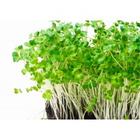 Microgreens - mikrozelenina - velikostzasilky - 1