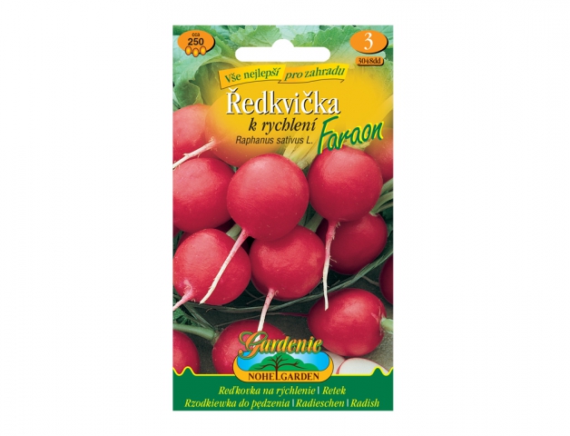 Ředkvička k rychlení Faraon