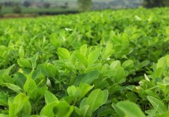 Podzemnica olejná - Arašid (Arachis hypogaea) 2 semená