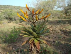 Kwitnący Aloe spectabilis w naturze - duża roślina sukulentowa z zielonymi nakrapianymi liśćmi i wysokimi pomarańczowymi pędami kwiatowymi