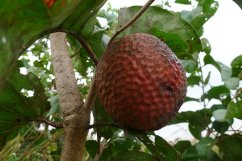 Rijpe Afrikaanse perzik met bruine schubachtige schil hangend aan takken tussen groene bladeren, exotisch fruit uit tropische gebieden