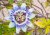 Muchemôčka modrá (Passiflora caerulea) 5 semien