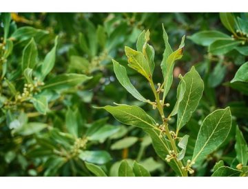 Laurel