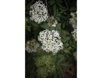 Saúco negro - Sambucus nigra L.