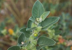 Ženšen Indický (Withania somnifera) 10 semen