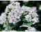 Hloh obecný - Crataegus lerigata