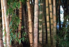 Bambus Male Bamboo z brązowymi i beżowymi pniami w różnych odcieniach, segmentowane łodygi z charakterystycznymi kolankami i zielonymi liśćmi