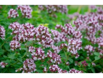 Dost / Oregano