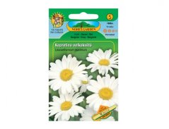 Kopretina velkokvětá - White