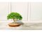 Fíkovník jako elegantní bonsai