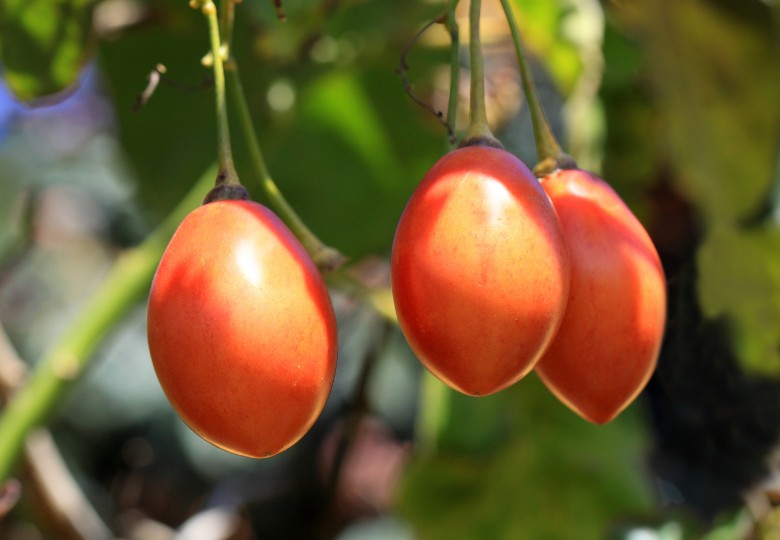 Červené oválné plody lilku rajčenky visí na větvích mezi zelenými listy, zralé tamarillo plody mají hladkou lesklou slupku červené barvy