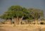 Baobab prstnatý (Adansonia digitata) 5 semen
