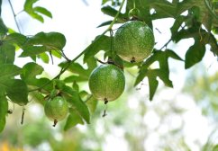 Fruits verts ronds et non mûrs de la passiflore comestible suspendus aux branches avec des feuilles ovales vertes, future maracudja savoureuse sur l'arbre Fruits verts ronds et non mûrs de la passiflore comestible suspendus aux branches avec des feuilles ovales vertes, future maracudja savoureuse sur l'arbre