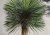 Juka rostrata (Yucca rostrata) 5 semien