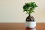 Fíkovník banyán (Ficus benghalensis) 5 semen