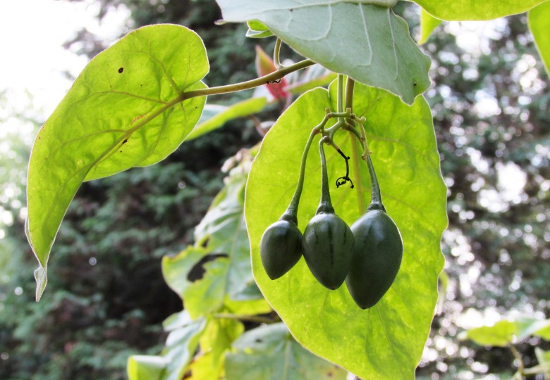 Malé tmavě zelené nezralé plody lilku rajčenky visí ve shlucích na větvích mezi velkými zelenými listy exotické rostliny tamarillo