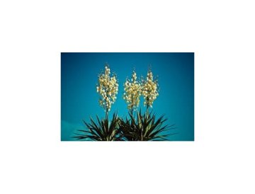 Yuca ornamental para jardines