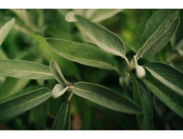 Rosmarin officinalis, även känd som trädgårdsrosmarin, är en flerårig buske som hör till familjen läppblommiga växter. Denna aromatiska ört har varit en viktig del av mänsklig kultur i tusentals år oc