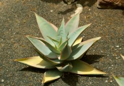 Młoda roślina Aloe striata z charakterystycznymi niebiesko-zielonymi mięsistymi liśćmi ułożonymi w rozetkę z charakterystycznymi żółtymi brzegami