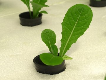 6 Druhů Hydroponických Systémů