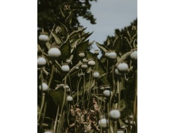 El algodón se puede cultivar también en casa