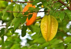 Karambola - Čínská hvězdice (Averrhoa carambola) 5 semen