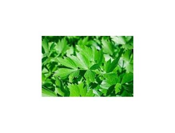 Liebstöckel – Aromatisches Kraut für Küche und Garten