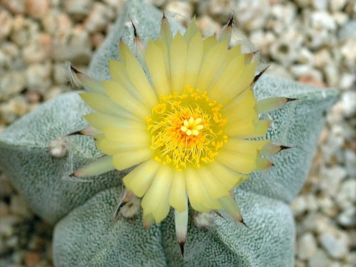 Flor amarilla de cactus Astrophytum myriostigma con delicados pétalos claros y centro amarillo brillante sobre cuerpo esférico con manchas grises