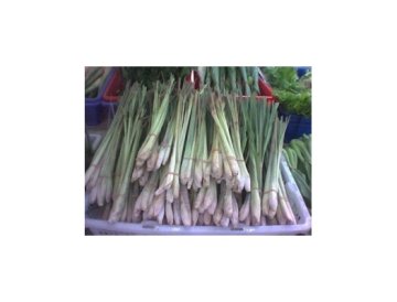 Citrongräs - Citronella