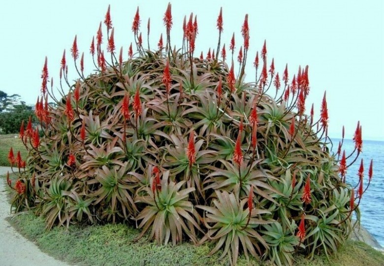 Aloe pluridens (Aloe pluridens) 6 semen