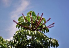 Šeflera (Schefflera actinophylla) 9 semen