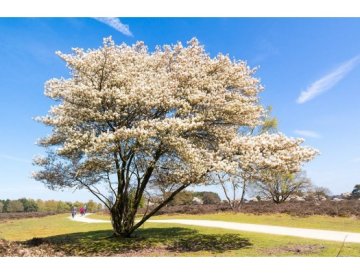 Guillomo canadiense - Amelanchier canadensis