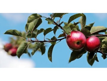 JAHRADA – Herbstinspirationen für Ihren Garten
