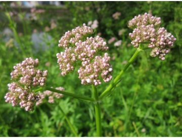 Valeriana