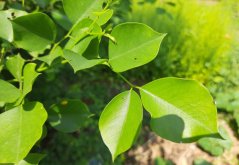 Dalbergia širokolistá (Dalbergia latifolia) 7 semen