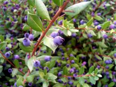 Frutos azules esféricos de mirto común en ramitas con hojas ovaladas verdes y tallos rojizos-marrones - resultado de germinación de semillas