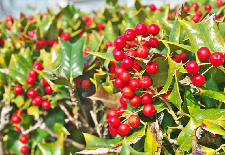 Cesmína paraguayská (Ilex paraguariensis) 10 semen