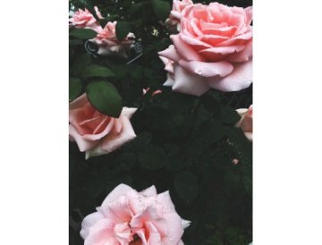Så får du friska rosor 1/2