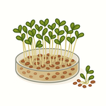 Klíčky a mikrozelenina - Novinka