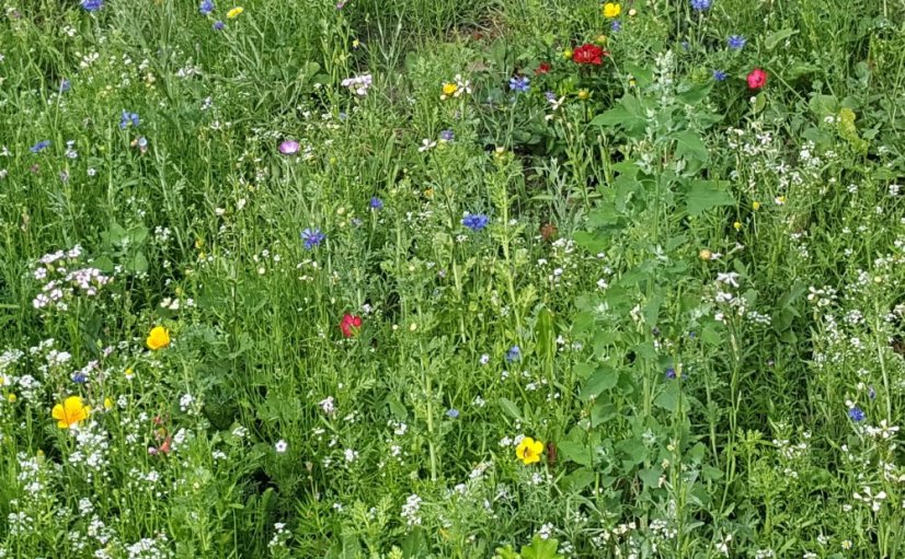 Květinová louka - BLUMEN-WIESE