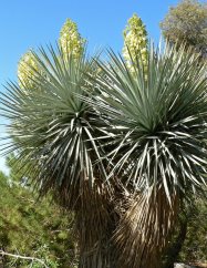 Juka Rigida (Yucca rigida) 10 semen