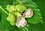 Noni citrusolistá (Morinda citrifolia) 7 semen