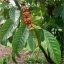 Joven cafeto arábico con grandes hojas verdes y cerezas de café rojas creciendo en grupos sobre ramas en entorno de jardín