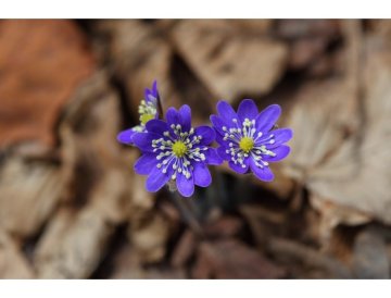 Hepatica